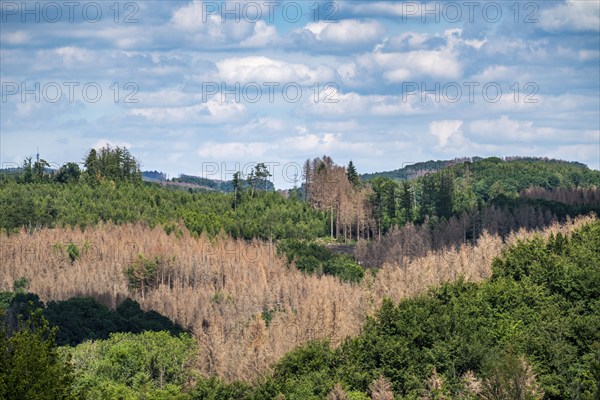 Forest dieback in the Bergisches Land, near Engelskirchen, over 70 per cent of the spruce trees are