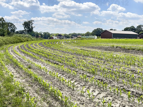 Field with plants of young corn (Zea mays) young maize plants growing on maize field, visible
