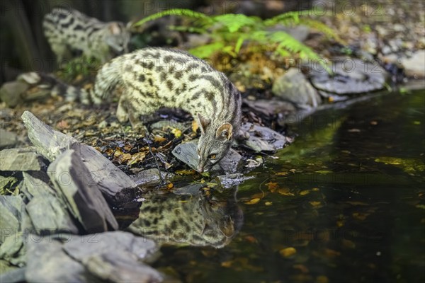 Common genet (Genetta genetta) at the shore of a lake, wildlife in a forest, Montseny National