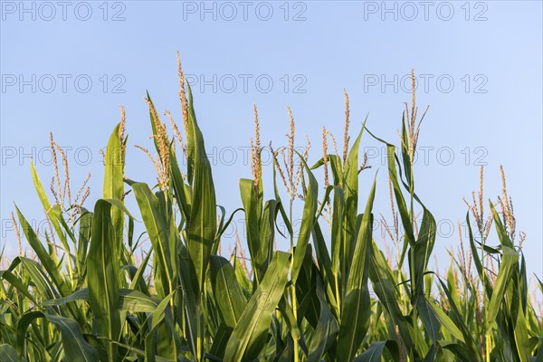 Symbolic image, renewable energies, maize plants, biogas plant, feed maize, Baden-Württemberg,
