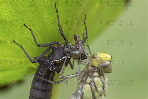 Southern Hawker (Aeshna cyanea) with exuviae, Emsland, Lower Saxony, Germany, Europe