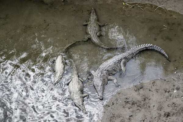 American crocodiles (Crocodylus acutus) swimming in the water, from above, Rio Tarcoles, Carara
