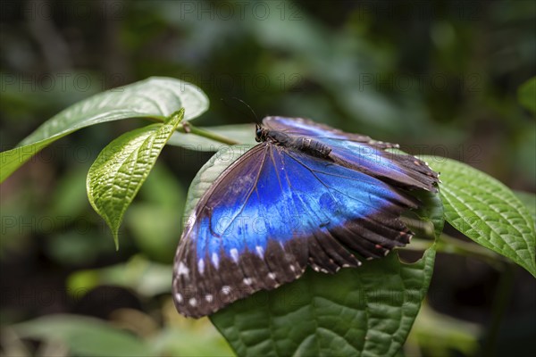 Morpho helenor, blue morpho butterfly sitting on a leaf, Alajuela province, Costa Rica, Central