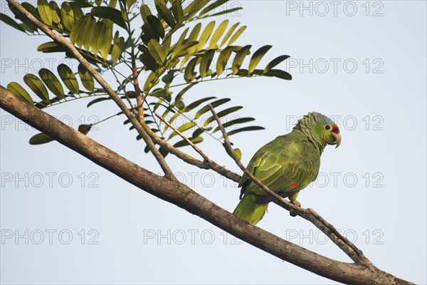 Red-fronted Amazon (Amazona autumnalis), Costa Rica, Central America