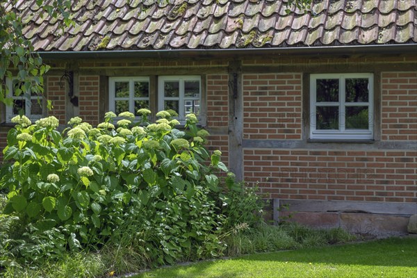 District educational garden, Hydrangea Annabelle, Burgsteinfurt, Steinfurt, Münsterland, North
