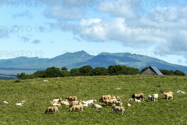 Herd of Aubrac cows grazing in the Cezallier region of Auvergne Volcanoes Natural Park against the