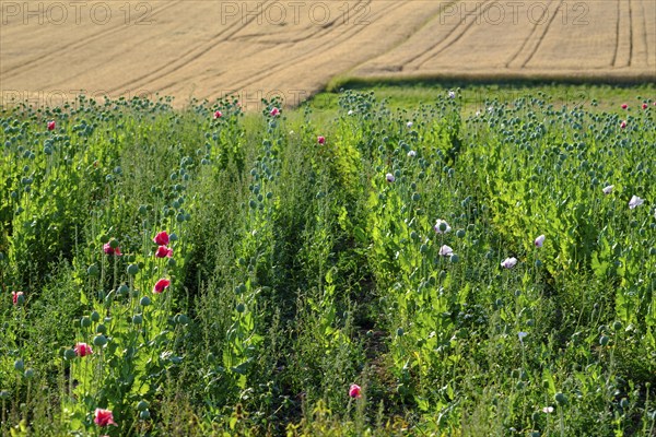 Poppy, (Papaver somniferum), poppy field, Waldviertel grey poppy, poppy village Armschlag,