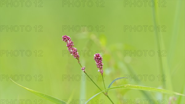 Glandular balsam (Impatiens glandulifera), Indian balsam, red balsam, Himalayan balsam, farmer's