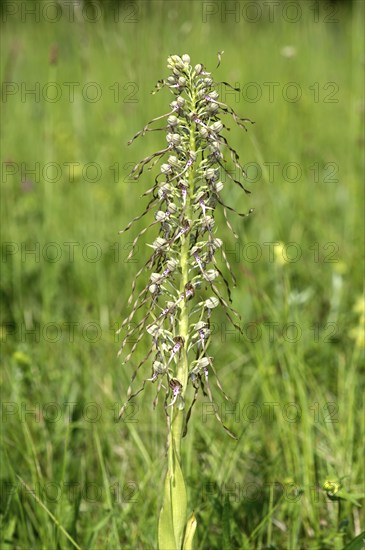 Orchid Bocks-Riemenzunge (Himantoglossum hircinum), Kaiserstuhl region, Germany, Europe