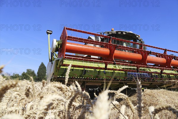 Harvesting grain with a combine harvester in a field near Ludwigshafen