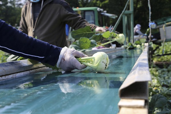 Agriculture kohlrabi harvest: Harvesters from the Schmitt vegetable farm in Hockenheim