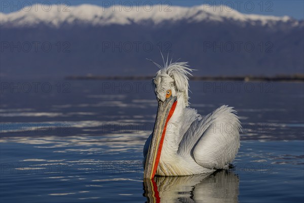Dalmatian Pelican (Pelecanus crispus), swimming, red throat pouch, snow-capped mountains in the