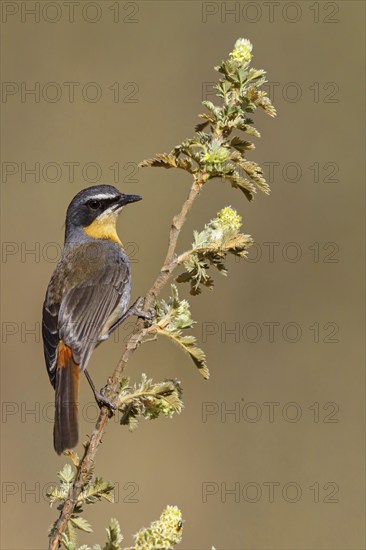 Cossypha caffra, family of flycatchers, Underberg surroundings, Underberg, KwaZulu-Natal, South