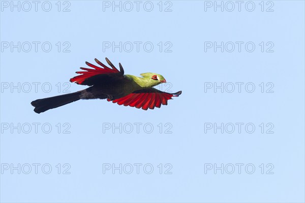 Guinea turaco (Tauraco persa), family of native turacos, aerial view, Brufut woods, Brufut, South