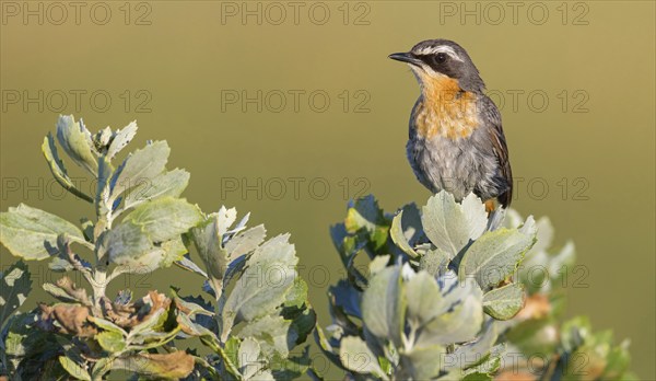 Cossypha caffra, family of flycatchers, Underberg surroundings, Underberg, KwaZulu-Natal, South