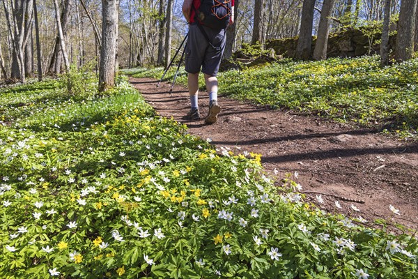 Blooming Wood anemone (Anemone nemorosa) and Yellow anemone (Anemone ranunculoides) by a footpath