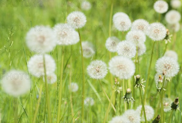 A green meadow full of dandelions, common dandelion (Taraxacum ruderalia) in a meadow, seed heads