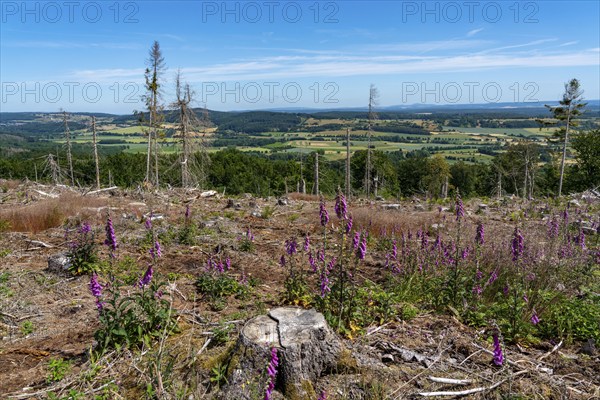 Cleared forest in the Eggegebirge, near Lichtenau, Paderborn district, site of a spruce forest that