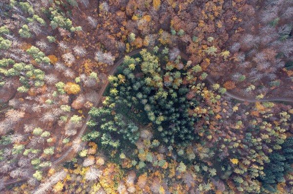 Drone shot, forest in autumn, Wachau, Lower Austria, Austria, Europe