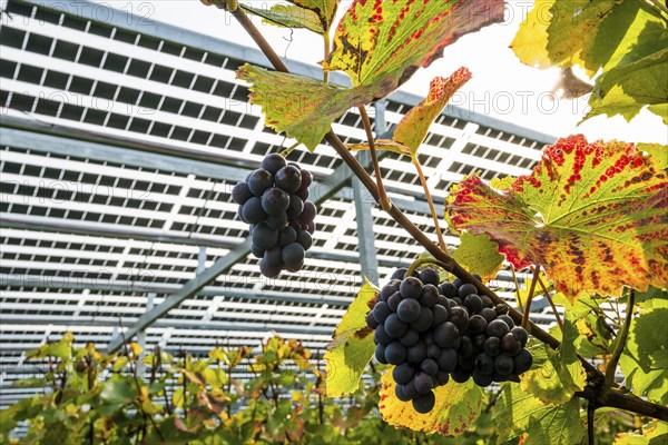 Solar plant in the vineyard, solar cells, solar modules, solar power plant, photovoltaic plant,