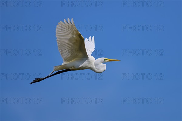 Great Egret (Egretta alba), flying against the blue sky, Black Point Wildlife Drive, Titusville,
