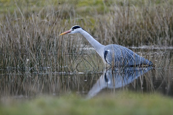 Grey heron (Ardea cinerea), hunting, in the water, Dingdener Heide nature reserve, North