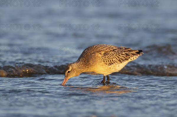 Bar tailed godwit (Limosa lapponica) adult bird in winter plumage feeding on a coastline, Norfolk,