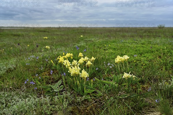 Dwarf iris (Iris pumila), Lake Neusiedl National Park, Seewinkel, Burgenland, Austria, Europe