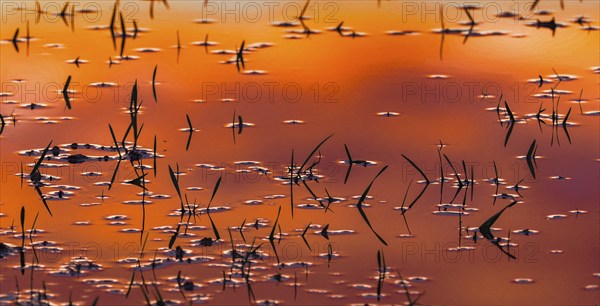 Waterlogged wheat field, young plants submerged in water as silhouettes, in winter after heavy