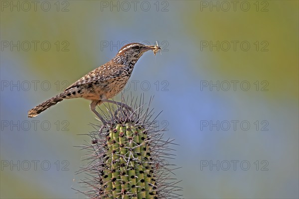 Cactus wren (Campylorhynchus brunneicapillus), adult, on cactus, feeding, with prey, Sonoran