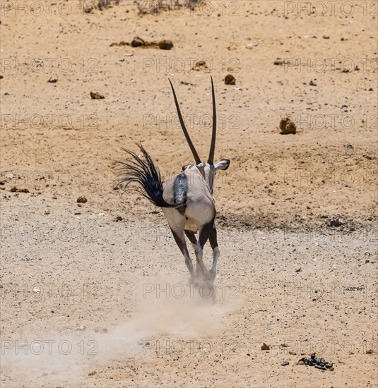 Gemsbok (Oryx gazella) running away with a cloud of dust, from behind, in dry savannah with