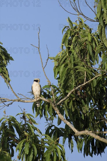 Laughing Falcon, Herpetotheres cachinnans, Amazon Basin, Brazil, South America