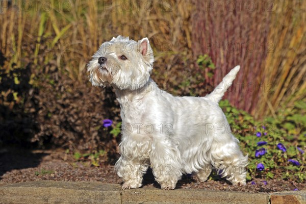 West Highland White Terrier, White Highland Terrier, Westie