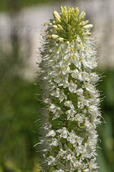 Narrow-leaved foxtail lily (Eremurus stenophyllus), North Rhine-Westphalia, Germany, Europe