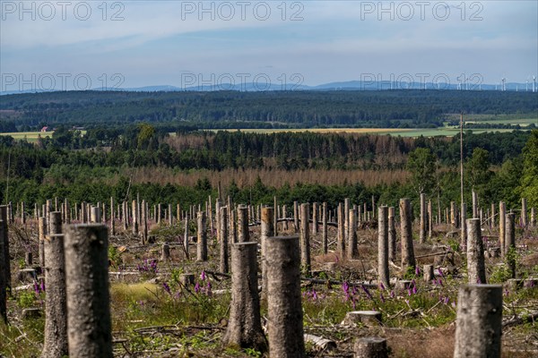 Cleared forest in the Eggegebirge, near Lichtenau, Paderborn district, site of a spruce forest that