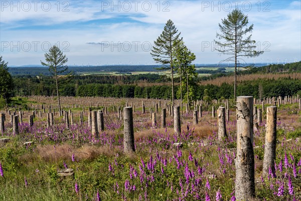 Cleared forest in the Eggegebirge, near Lichtenau, Paderborn district, site of a spruce forest that