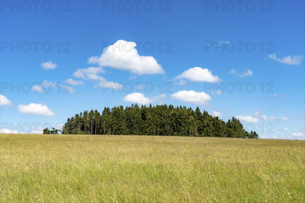 Forest, landscape, pasture with high grass, vastness, clouds, summer in Hochsauerlandkreis, North