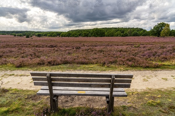 Flowering heath, heather and juniper bushes, near Wilseder Berg, in the Lüneburg Heath nature