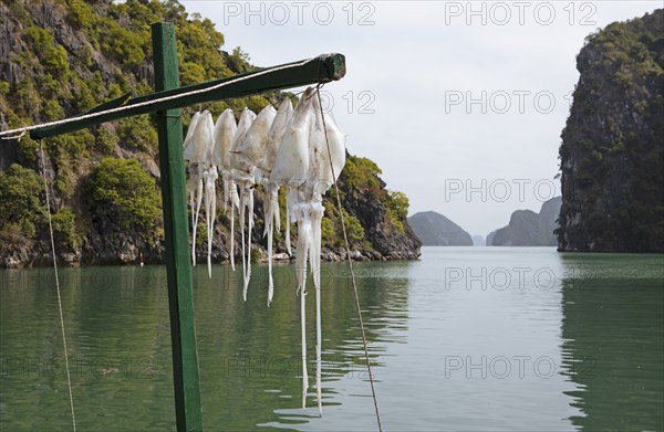 Squid hanging in the sun to dry, behind the karst rocks of Lan Ha Bay, Halong Bay, Vietnam, Asia