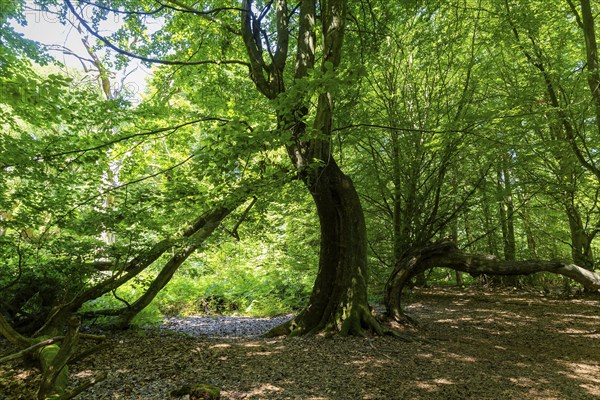 The Sababurg primeval forest, also known as the Reinhardswald primeval forest, is a nature and