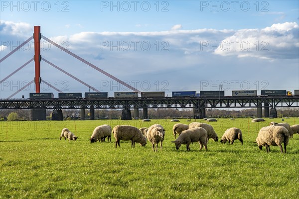 Rhine dyke near Duisburg-Beeckerwerth, flock of sheep, Haus-Knipp railway bridge, goods train,