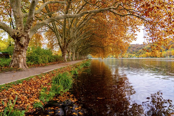 Platanen Allee, Weg am Lake Baldeney, near Haus Scheppen, in Essen, autumn, North Rhine-Westphalia,