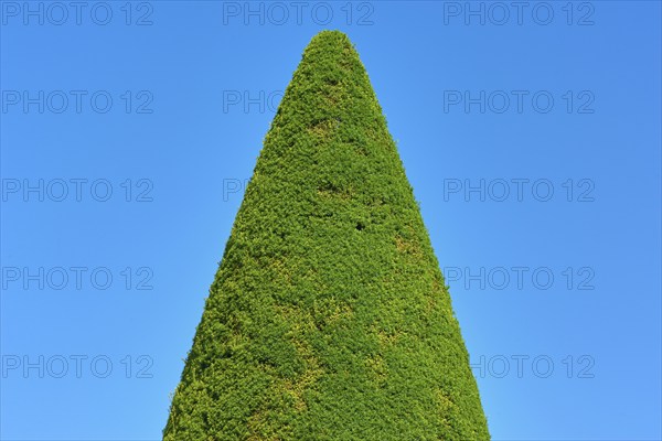 A tall, conical yew (Taxus), in front of a clear blue sky, summer, Germany, Europe
