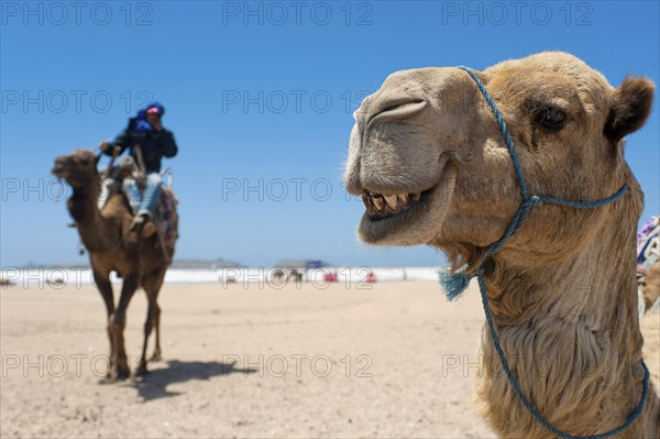 Dromedary (Camelus dromedarius), Arabian camel in head portrait, head, animal, farm animal, detail,