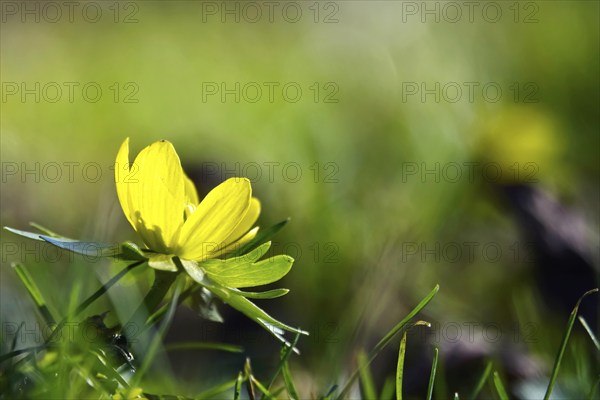 Winter aconites (Eranthis hyemalis), Germany, Europe
