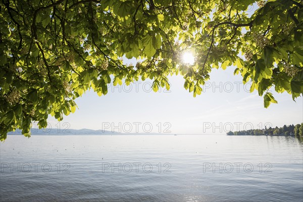 Lakeshore and chestnut trees in bloom, Lindau, Lake Constance, Bavaria, Germany, Europe