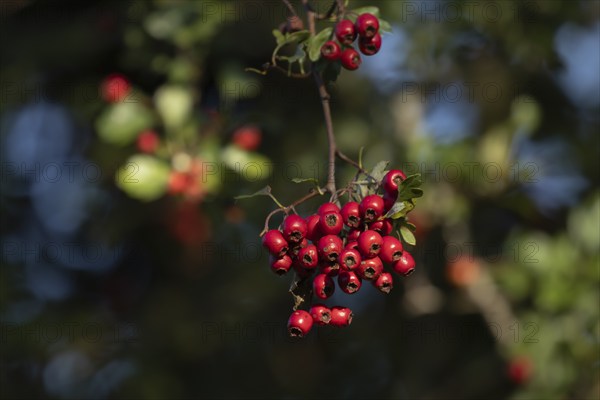 Hawthorn (Crataegus monogyna) tree red berries on a branch in the autumn, Suffolk, England, United