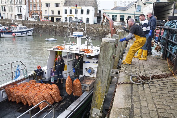 Unloading a catch of shellfish from a small fishing boat in the harbour, Ilfracombe, north Devon,