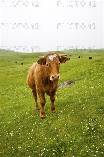 Brown bullock with horns on machair grassland grazing, Vatersay Island, Barra, Outer Hebrides,