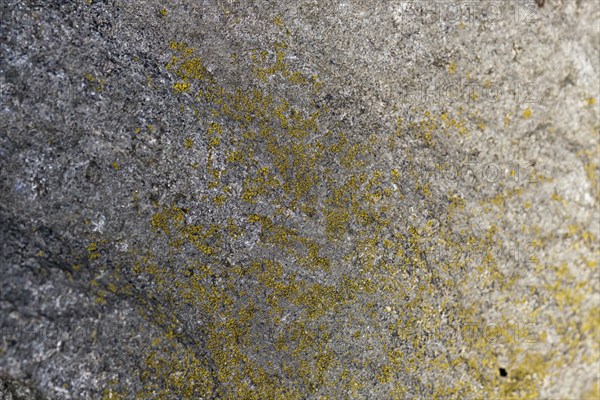 Texture of a boulder with moss and lichen